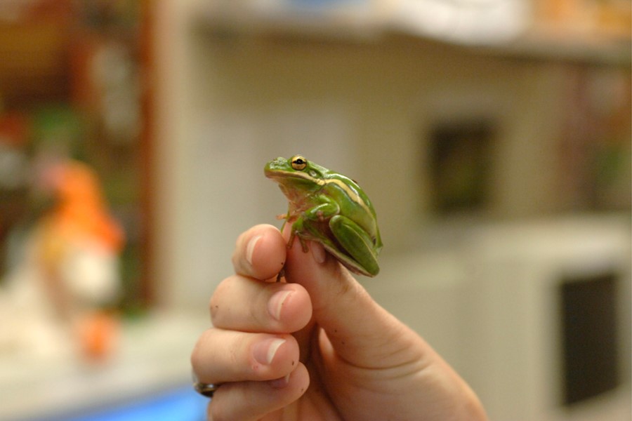 Image of green frog sitting on someone's thumb.