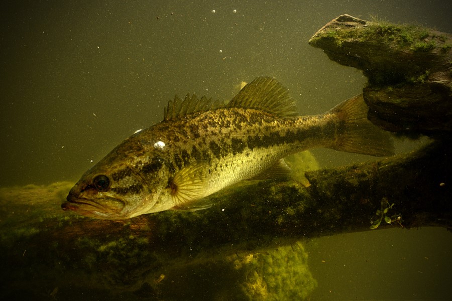 Image of largemouth bass underwater near submerged tree branch.