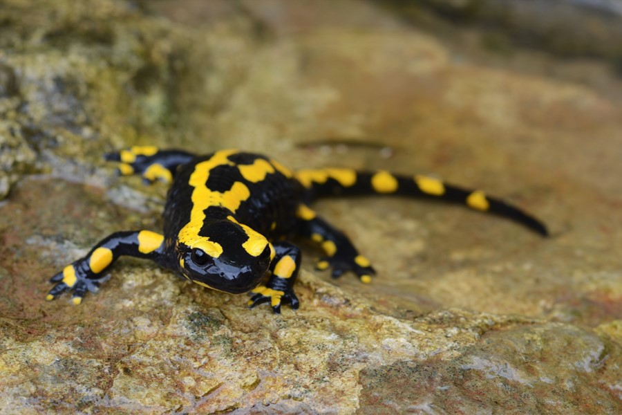 Closeup image of black and yellow salamander on a rock.