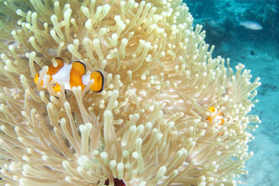 Image of clownfish underwater with white sea anenome in background.